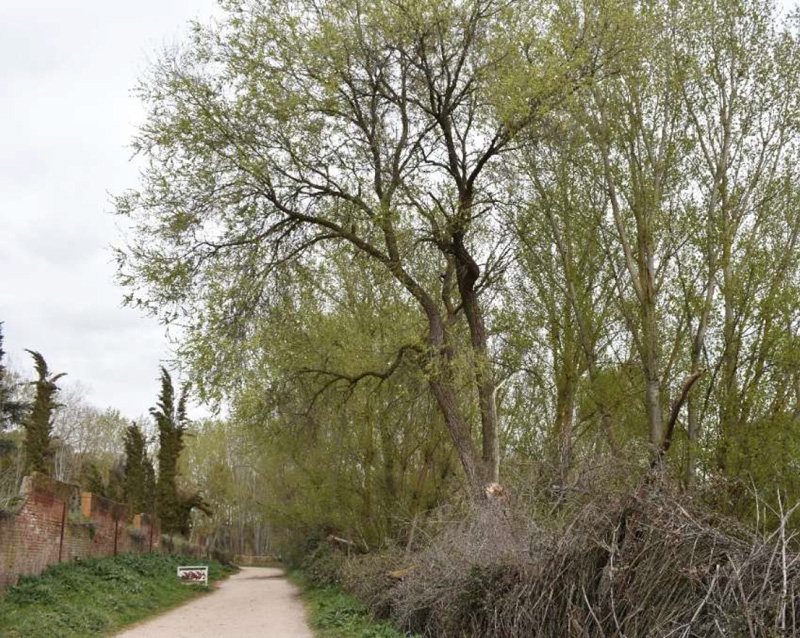 Cordel de Arroyomolinos