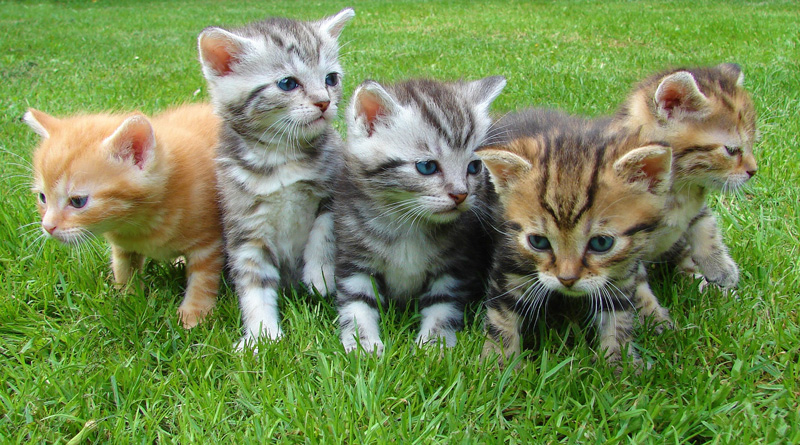 Campaña CES gatos